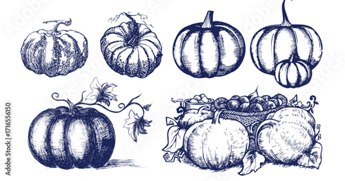 Pumpkin set, symbol of harvest and Thanksgiving Day season. Pumpkin or gourd for basket decoration set. Holiday Autumn festive drawing. Hand drawing sketch for celebration of fall
