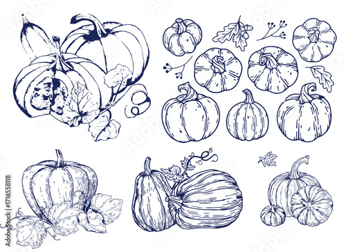 Pumpkin set, symbol of harvest and Thanksgiving Day season. Pumpkin or gourd for basket decoration set. Holiday Autumn festive drawing. Hand drawing sketch for celebration of fall