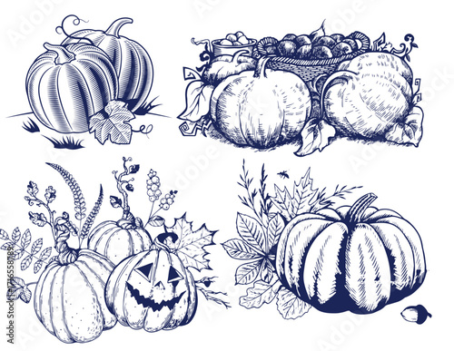 Pumpkin set, symbol of harvest and Thanksgiving Day season. Pumpkin or gourd for basket decoration set. Holiday Autumn festive drawing. Hand drawing sketch for celebration of fall