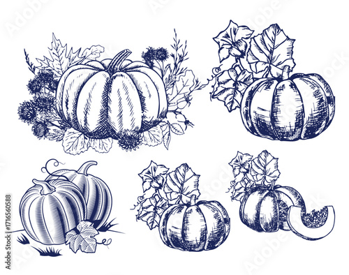 Pumpkin set, symbol of harvest and Thanksgiving Day season. Pumpkin or gourd for basket decoration set. Holiday Autumn festive drawing. Hand drawing sketch for celebration of fall
