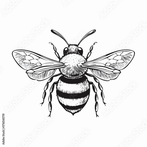 Engrave isolated bumblebee hand drawn graphic illustration