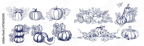 Pumpkin set, symbol of harvest and Thanksgiving Day season. Pumpkin or gourd for basket decoration set. Holiday Autumn festive drawing. Hand drawing sketch for celebration of fall