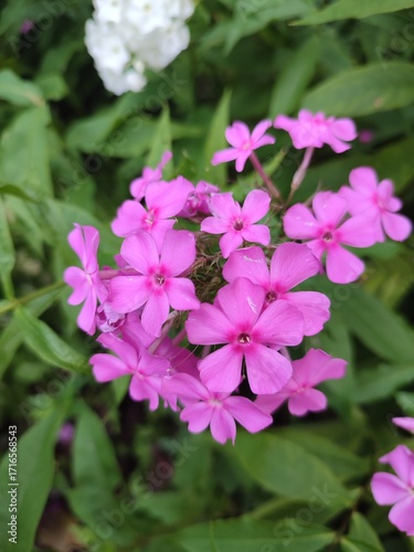 Summer flowers. Phlox paniculata. The beauty of nature
