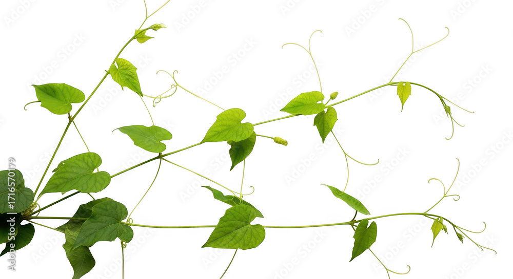 Obraz premium Delicate green vine with heart shaped leaves and tendrils against a stark black background