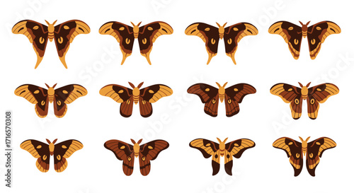 Detailed brown and orange moths with intricate wing patterns, fuzzy bodies, and distinct eye-spots.