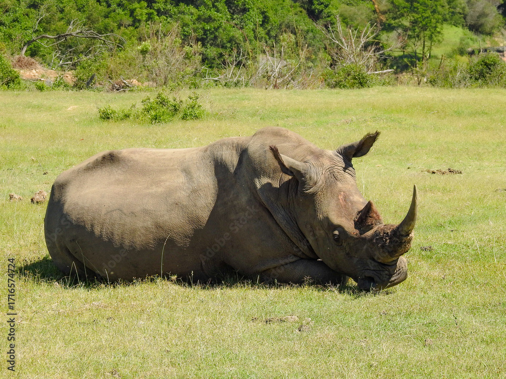 Fototapeta premium White Rhinoceros Relaxing