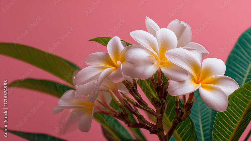 Naklejka premium Close up of white and yellow plumeria flowers with green leaves against a pink colored background