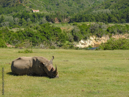 White Rhinoceros at Botlierskop Private Game Reserve