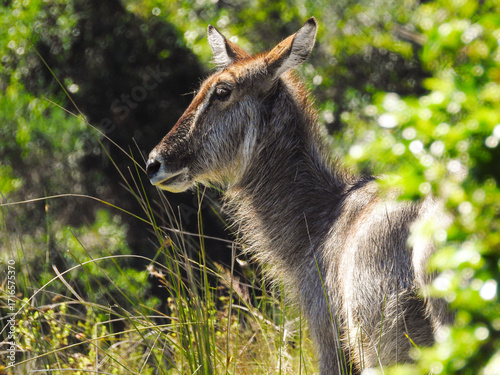 Close-up of Waterbuck