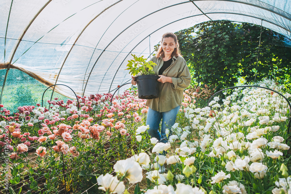© Soloviova Liudmyla - Smiling woman florist small business owner working in greenhouse full of blooming flowers, carefully carrying flower pot and enjoying sustainable cultivation process lifestyle and agriculture concept © Soloviova Liudmyla - Smiling woman florist small business owner working in greenhouse full of blooming flowers, carefully carrying flower pot and enjoying sustainable cultivation process lifestyle and agriculture concept