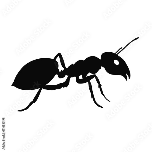 Black and red ant, a small insect, crawling on a white background, macro closeup