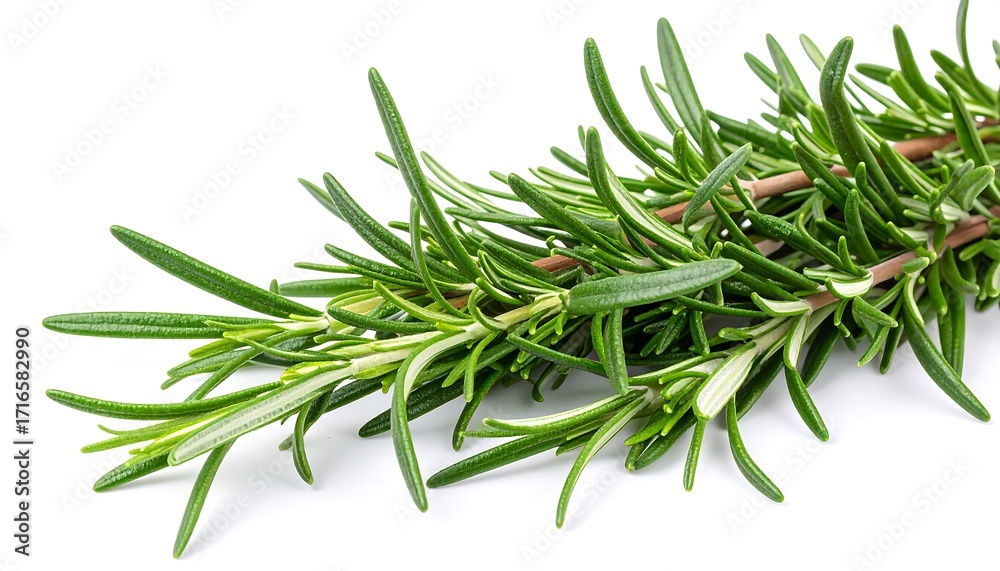 Fototapeta premium Fresh rosemary sprigs