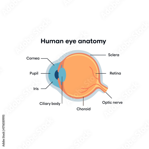 Colorful diagram of human eye anatomy with labeled parts