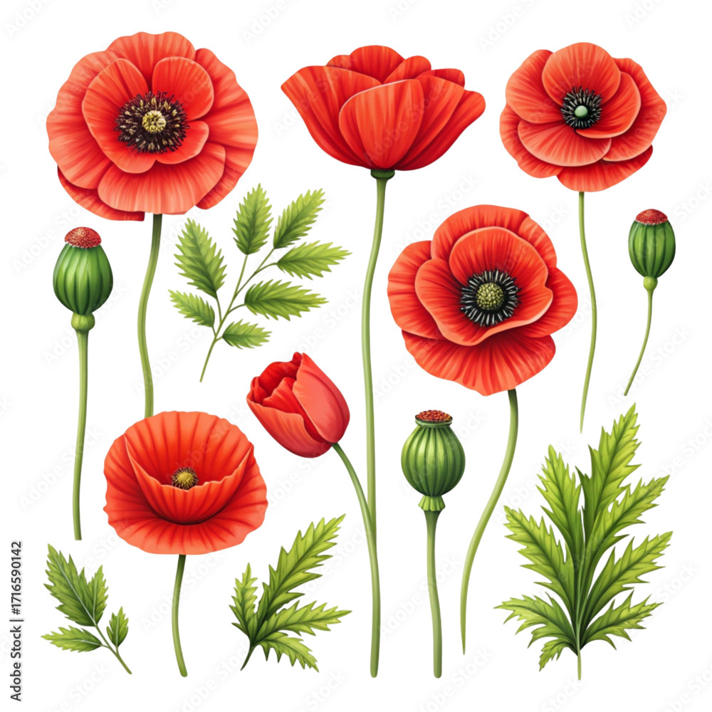 Obraz premium A beautiful collection of vibrant red poppy flowers and green foliage