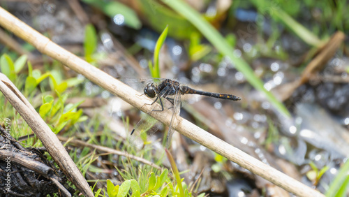 Black Meadowhawk (Sympetrum danae) dragonfly perches on a twig beside a wetland area