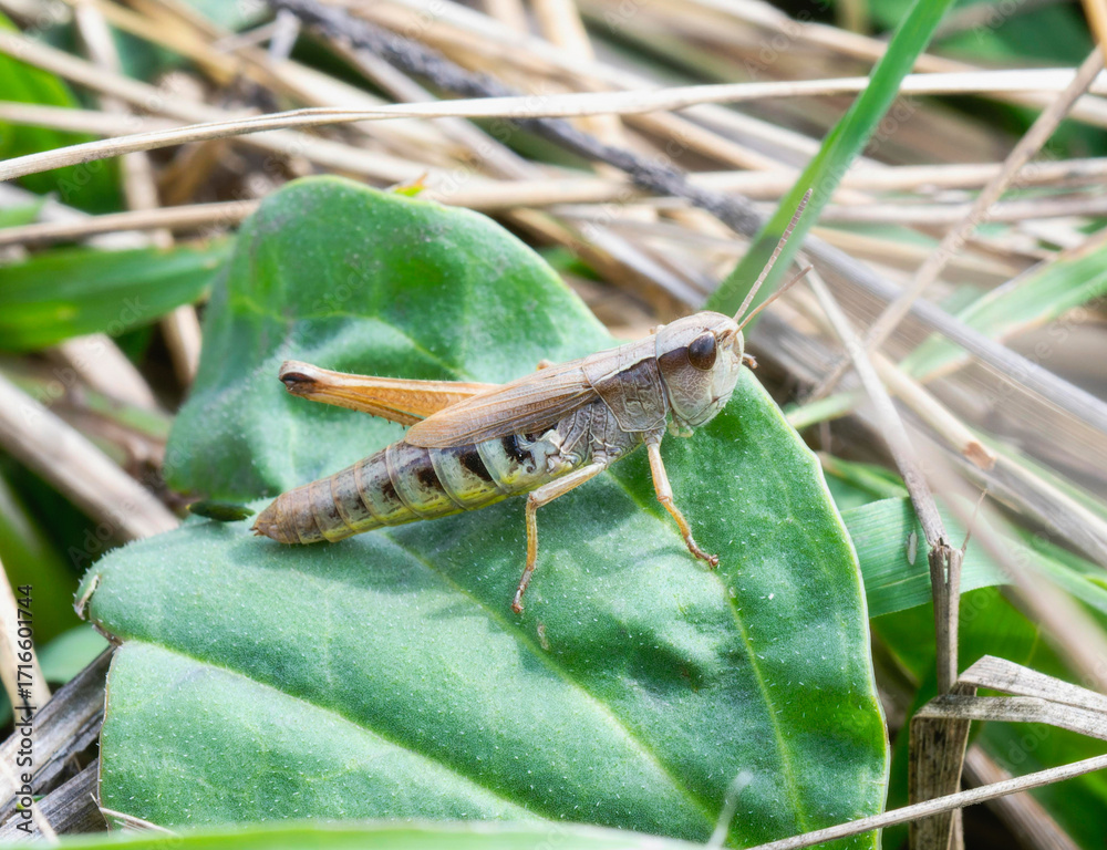 Φωτογραφία Marsh Meadow Grasshopper (Pseudochorthippus curtipennis) perched on a green leaf