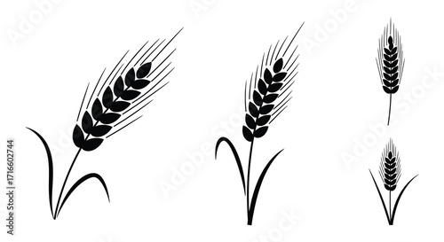 Simple black and white illustration depicting three stalks of wheat grain