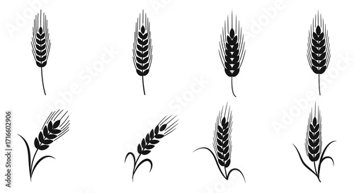 Black and white illustration showcasing various wheat stalks and grain heads