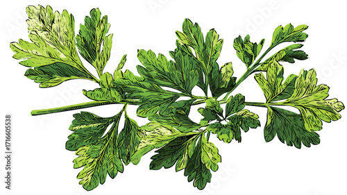 Fresh Green Sprigs of Parsley Vector Illustration for Culinary Designs
