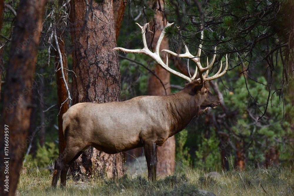 Fototapeta premium bull elk in Rocky Mountain national park