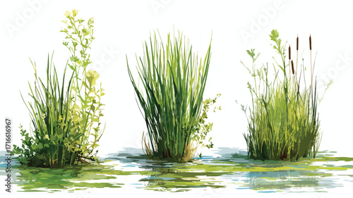 Marsh Vegetation Set Isolated Vector Style for Eco-Friendly Designs