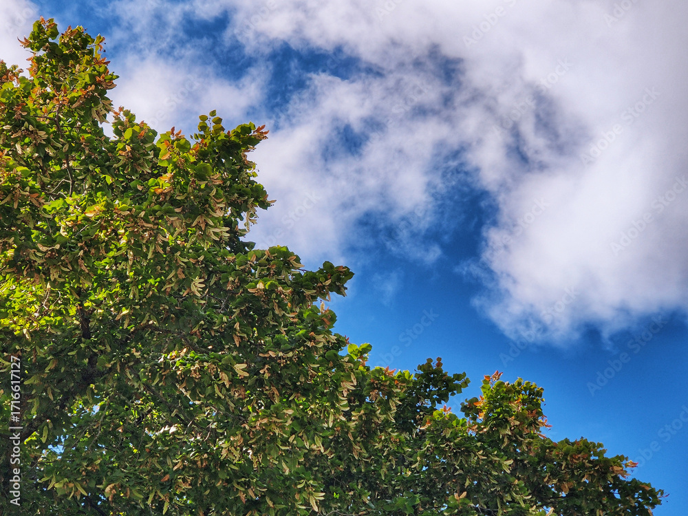 Fototapeta premium Crown of large green tree against background of blue sky with fluffy clouds. Summer sunny day. Close-up. Copy space for text.