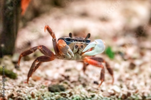 Canvas Print Colorful fiddler crab with large claw raised on sandy ground, marine crustacean