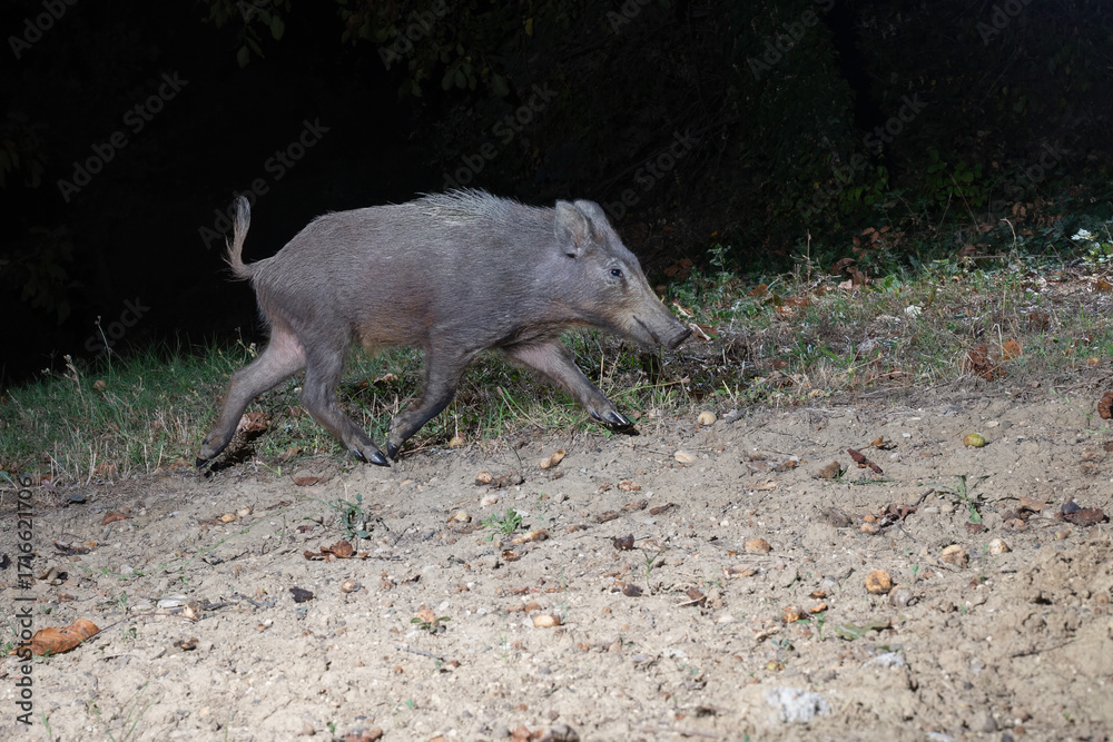 Φωτογραφία Young wild boar walking at night in natural habitat