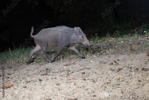 Photography Young wild boar walking at night in natural habitat