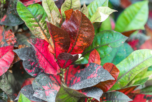 Croton Plant Leaves