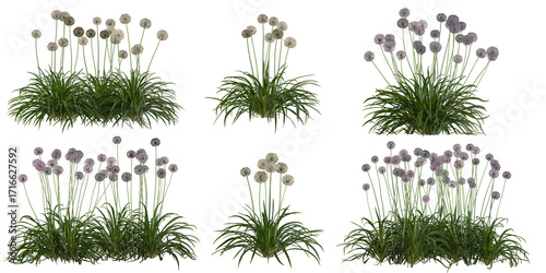 Fotografia Collection of Allium plants on transparent background