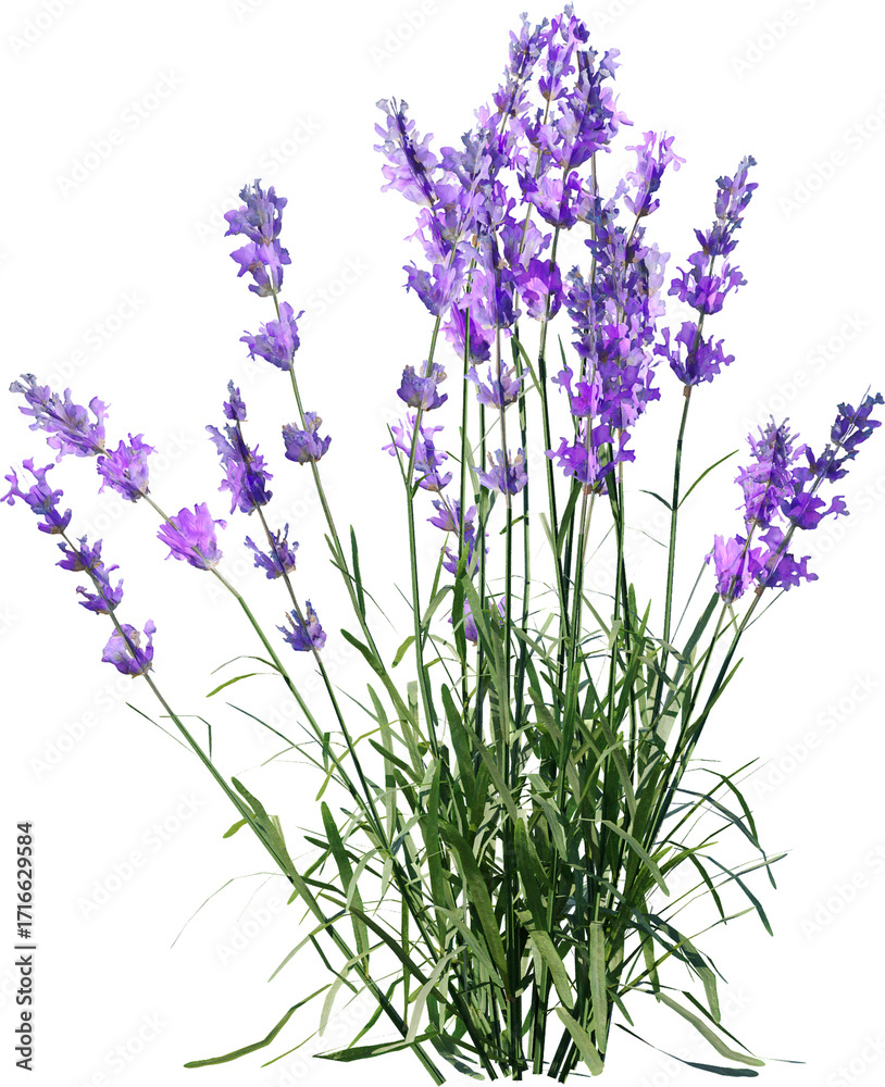 Naklejka premium lavender, flower, purple, nature, plant, garden, flowers, field, summer, spring, herb, blossom, flora, bloom, violet, beauty, blue, floral, aromatherapy, aroma, macro, color, herbal, close up, medicin