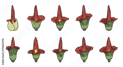 Sequence of Blooming Arum Lily Flower Stages, Showing Bud to Full Bloom.