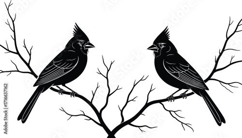 Pair of male cardinals perched on a tree branch, black and white vector silhouette illustration for wildlife, nature, and Christmas bird concepts.