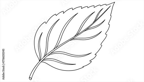 Illustration of a leaf, showcasing its intricate veins and serrated edges, perfect for botanical studies, educational materials, or naturethemed designs
