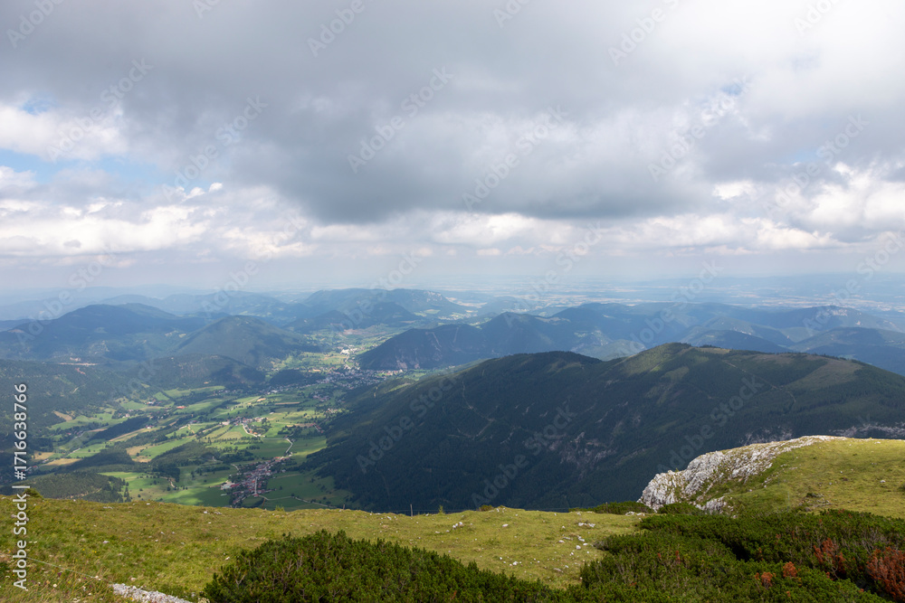 Fototapeta premium Schöne Blumen über der Baumgrenze