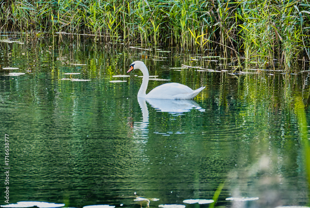 Obraz premium the Cybina River valley, a protected nature area, forested, covered with lush aquatic plants and animals