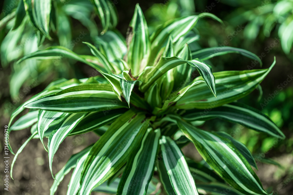 Fototapeta premium Variegated Dracaena Plant with Green and White Leaves