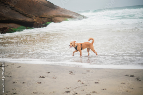 Portrait of a happy dog having fun at the beach 