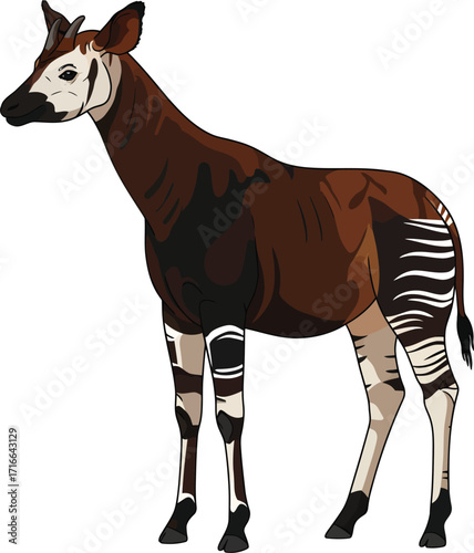 The Majestic Okapi A Striking African Mammal