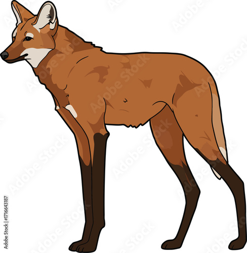 Maned Wolf Standing with Reddish Brown Fur
