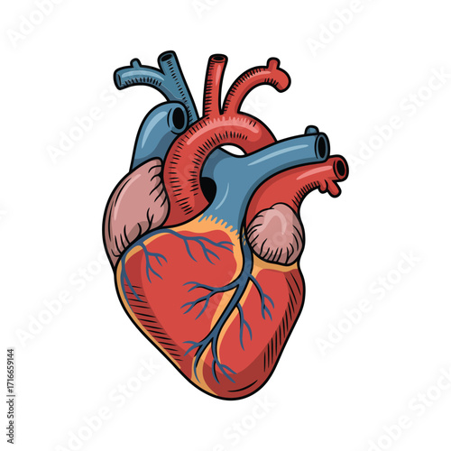 Detailed anatomical illustration of human heart showing atria, ventricles, aorta, pulmonary vessels, and coronary arteries in color-coded design