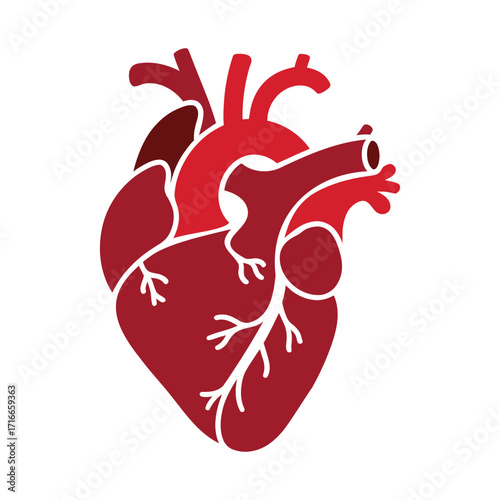 Stylized red illustration of human heart with visible aorta, pulmonary arteries, and veins, symbolizing circulatory anatomy and medical concept