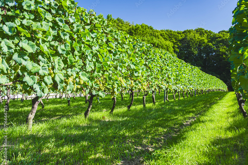 Naklejka premium シャルドネ ぶどう畑