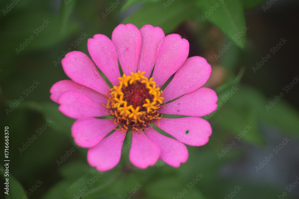 Fototapeta premium Close up of pink zinnia flower blooming in garden with yellow pollen detail, vibrant petals and green leaf background, natural floral beauty macro photography for spring and summer decoration