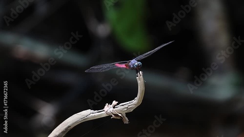 Slow motion footage of dragonfly