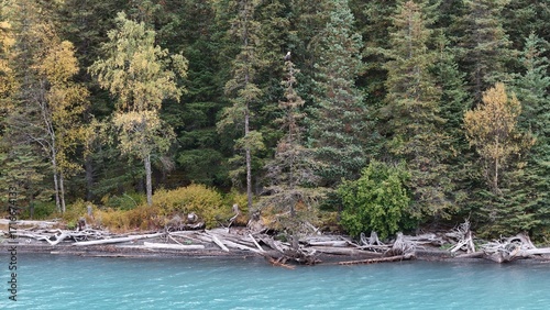 Eagle by the River