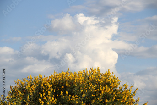 Landscape Photo of  Soetdoring tree with yellow flowers in North West, South Africa is known scientifically as Vachellia karroo (formerly Acacia karroo) and is a native, fast-growing,