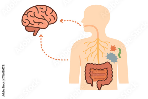 Gut-brain axis and microbiome vector concept. Connection between brain and digestive system. Enteric nervous system, intestine, gut health. Anatomy, probiotics, mental health.