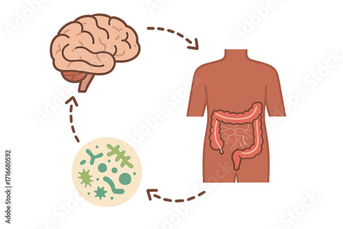 Gut-brain axis vector concept. Human anatomy illustration showing the connection between the brain, digestive tract, and gut flora. Enteric nervous system communication.
